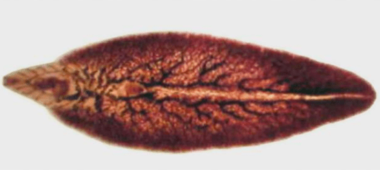 Pancetta accumulata